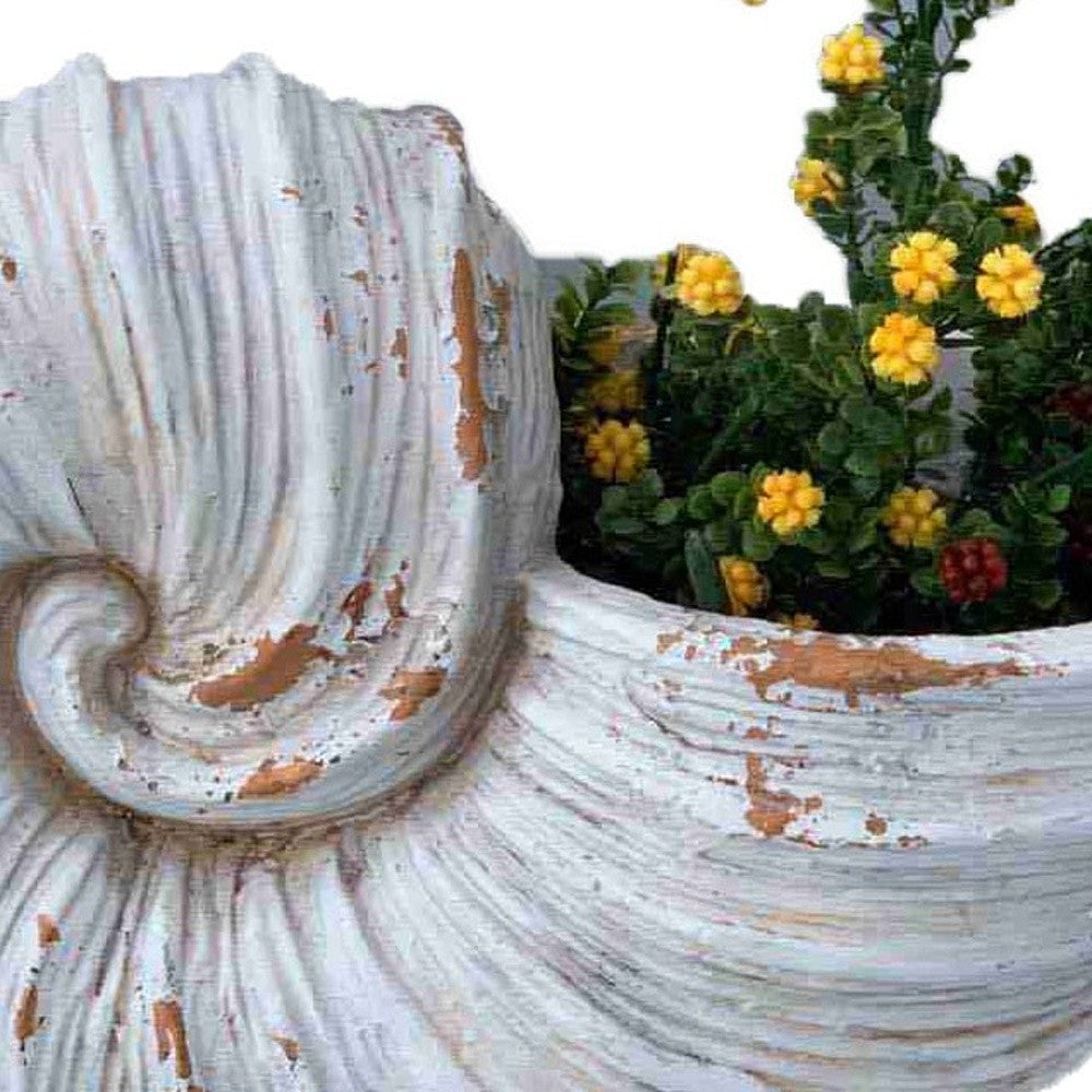 9" Distressed Cream and Terra Cotta Conch Shell Planter