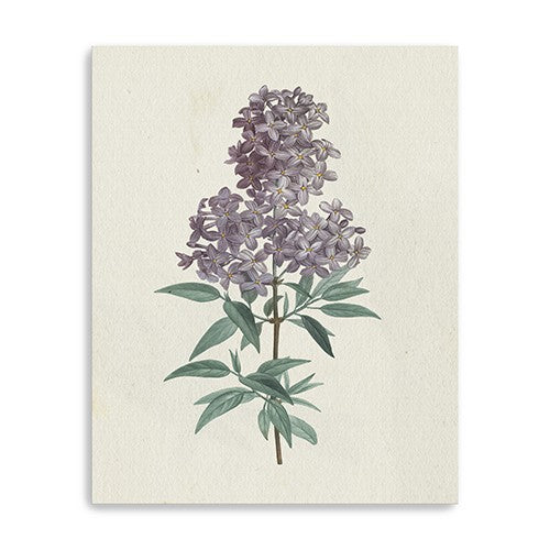Singular Purple Blossom Branch Unframed Print Wall Art