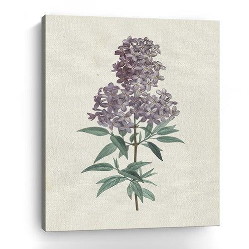 Singular Purple Blossom Branch Unframed Print Wall Art