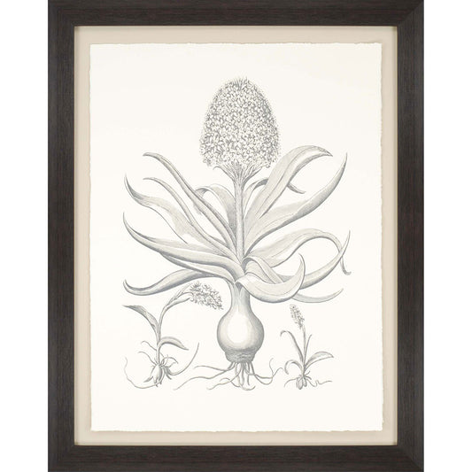 Hyacinthus Sepia Botanical Brown Frame Print Wall Art